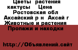 Цветы, растения, кактусы. › Цена ­ 250 - Ростовская обл., Аксайский р-н, Аксай г. Животные и растения » Пропажи и находки   